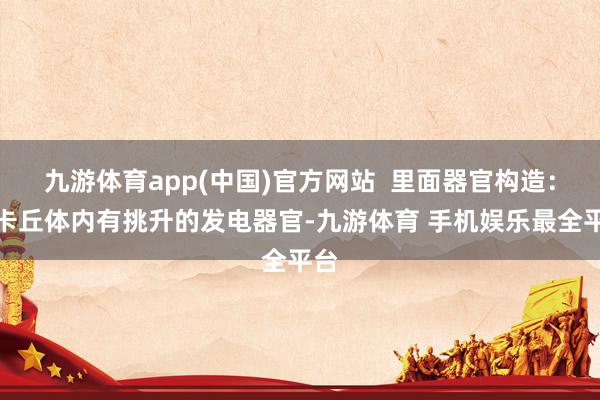 九游体育app(中国)官方网站  里面器官构造：皮卡丘体内有挑升的发电器官-九游体育 手机娱乐最全平台